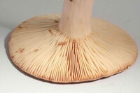 Lactifluus corrugis image