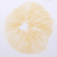 Lactarius fragilis image