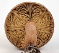Lactifluus corrugis image
