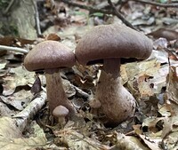 Cortinarius torvus image