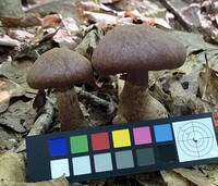 Cortinarius torvus image