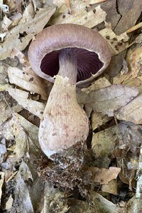 Cortinarius torvus image