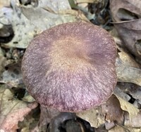 Cortinarius torvus image