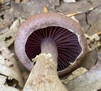 Cortinarius torvus image