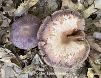 Cortinarius torvus image