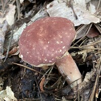 Xanthoconium purpureum image