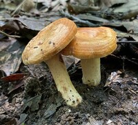 Lactarius peckii image