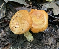 Lactarius peckii image