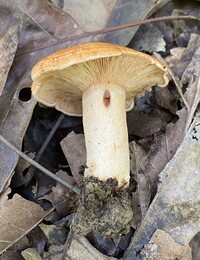 Lactarius peckii var. peckii image