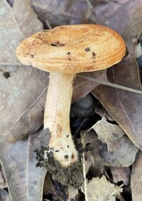 Lactarius peckii var. peckii image