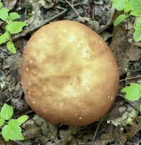 Xanthoconium purpureum image