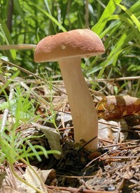 Xanthoconium purpureum image