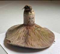 Lactarius paradoxus image