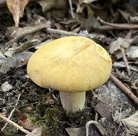 Cantharellus tenuithrix image