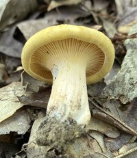 Cantharellus tenuithrix image