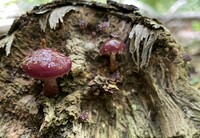 Pholiota polychroa image