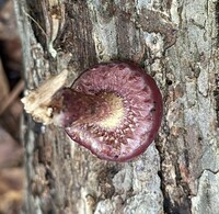 Pholiota polychroa image