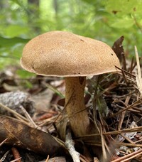 Suillus hirtellus image