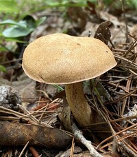 Suillus hirtellus image