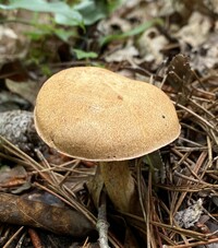 Suillus hirtellus image