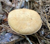 Suillus hirtellus image