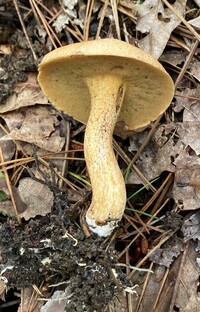 Suillus hirtellus image