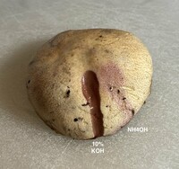 Suillus hirtellus image