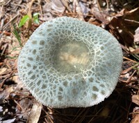 Image of Russula parvovirescens