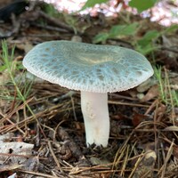 Russula parvovirescens image