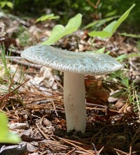 Russula parvovirescens image