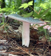 Russula parvovirescens image