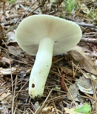 Russula parvovirescens image