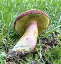 Boletus patrioticus image