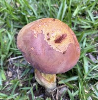 Boletus patrioticus image
