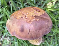 Boletus patrioticus image