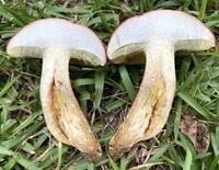 Boletus patrioticus image