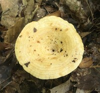 Lactarius psammicola image