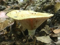 Lactarius psammicola f. glaber image