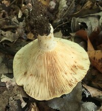 Lactarius psammicola image