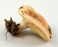 Lactarius chrysorrheus image