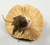 Lactarius chrysorrheus image