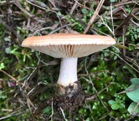 Lactarius chrysorrheus image