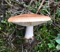 Lactarius chrysorrheus image