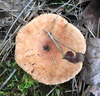 Image of Lactarius chrysorrheus