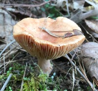 Lactarius chrysorrheus image