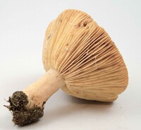 Lactarius chrysorrheus image