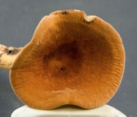 Lactarius volemus image