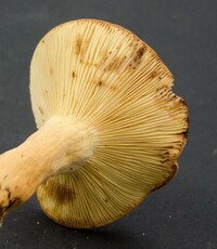 Lactarius volemus image