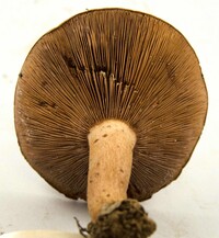 Lactarius peckii var. peckii image