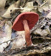 Image of Cortinarius marylandensis